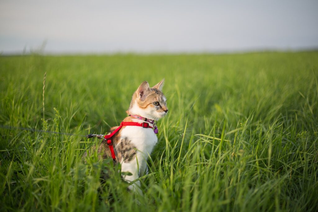 Cat on a Leash in a Field