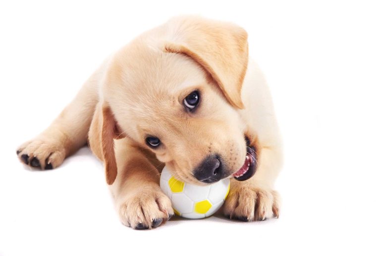 Little-Puppy-Playing-with-Ball