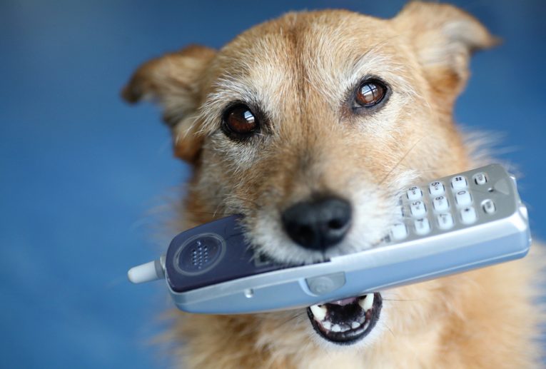 dog-phone